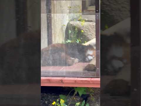 shorts アンヨ ピコピコ☺️チイタくん　レッサーパンダ　浜松市動物園にて　2026年4月5日 サムネイル