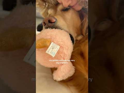 coming home to my golden retriever🥵goldenretreivers dog pup… サムネイル