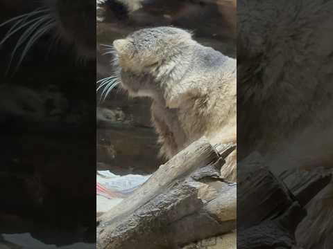 shorts プリちゃん ひょっとして今夕食の希望を伝えました⁈ マヌルネコ　上野動物園にて　2026年2月6日