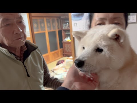無事出産を終えたことを知って一安心する家族と愛犬達 サムネイル