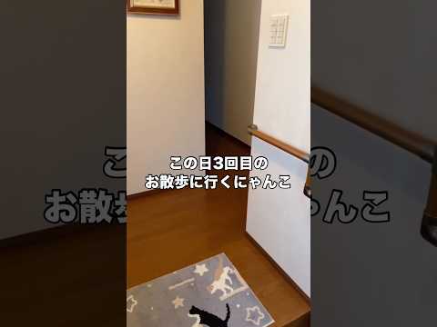 この日3回目のお散歩なのに足取りが軽快すぎる猫。でもなぜか途中で地面にごろごろ。 保護猫 猫 三毛猫 野良猫 サムネイル