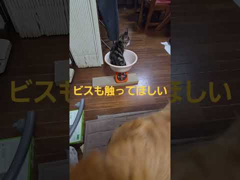 少し減ったけど今日のキビ。体重1400g cat kitten 猫 子猫 仔猫 子猫の体重 ibukikohaku 癒… サムネイル