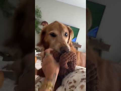 coming home to my golden retriever❤️india retreiver dog pup… サムネイル