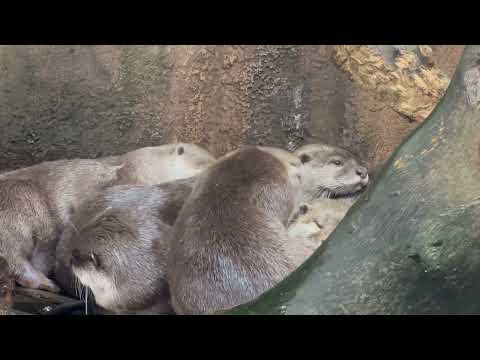 我こそは(きょうだいを)枕にするゾ！選手権🤭　コツメカワウソファミリー　那須どうぶつ王国にて　2025年11月29日 サムネイル