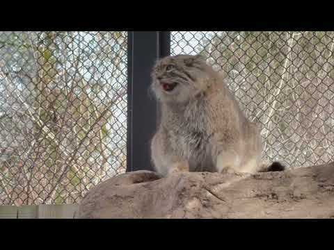 あなたたちはワタクシに会いたくてココに居るのヨネ？とか思ってるかなぁ〜オリちゃん　マヌルネコ　埼玉県こども動物自然公園… サムネイル