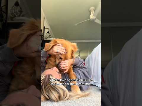 coming home to my golden retriever🥵 goldenretreiver dog ind… サムネイル