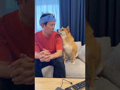 途中で何か察したww 柴犬 shorts