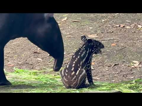 カナタちゃんママに オシリチェックされるカナタくん🤭　マレーバク親子　千葉市動物公園にて　2026年7月12日