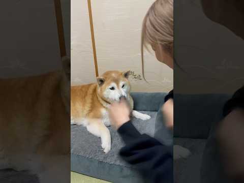 柴犬福 姉のトンチキダンスに鼻シワする柴犬🤣Sis and Shiba🤣姉と柴 shorts japanesedog…