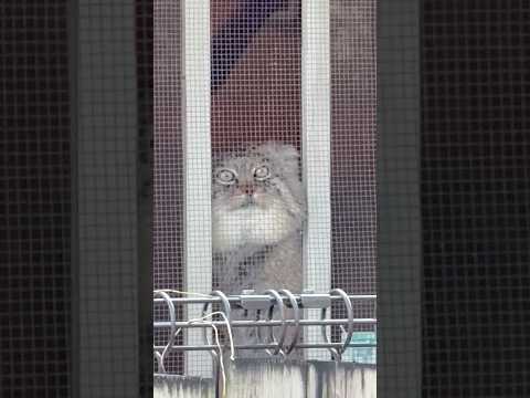 shorts 窓からロータスくん　マヌルネコ　埼玉県こども動物自然公園にて　2026年3月7日 サムネイル