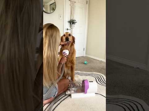 coming home to my golden retriever🥵goldenretreivers dog pup…