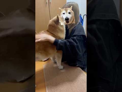 柴犬福 1週間ぶりで姉に体を撫で尽くされる柴犬🤣Sis and Shiba🤣姉と柴 shorts japanesedo… サムネイル