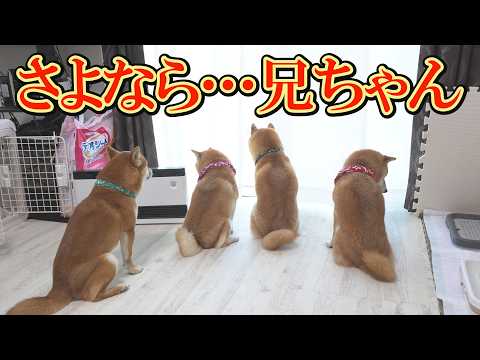 【感動】帰省した息子が帰り、寂しそうに外を眺める柴犬達・・・ サムネイル
