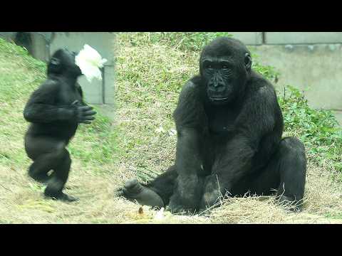 Adorable Gorilla Ringo & cabbage金剛猩猩Ringo咬高麗菜拍胸好可愛,壓高麗菜,甩菜菜… サムネイル