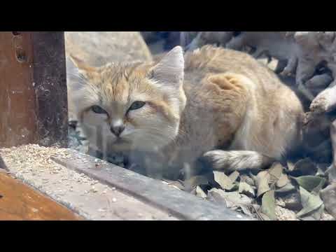 ムスタくん？スナネコ　神戸どうぶつ王国にて　2025年12月26日 サムネイル