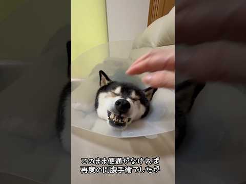 唸る犬が復活？！【最新の柴犬大河】 サムネイル