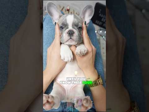 Don't Get a French Bulldog Until You Know These 4 Health Fa… サムネイル
