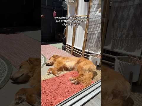 coming home to my golden retriever🥵goldenretreivers dog pup… サムネイル