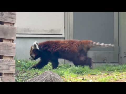 おじいちゃんでもアイドル風太くん　レッサーパンダ　千葉市動物公園にて　2026年4月18日 サムネイル