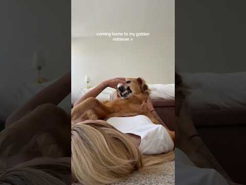 coming home to my golden retriever❤️india retreiver dog pup… サムネイル