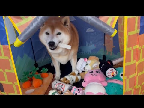 柴犬福 自分の部屋でガム堪能する柴犬🤣Shiba-ASMR🤣 サムネイル