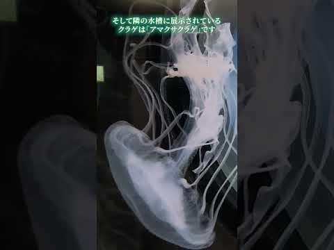 【魚津水族館】クラゲ✨ミズクラゲアカマサクラゲ shorts