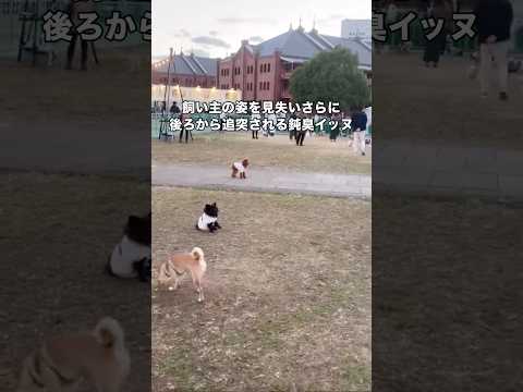 ドッグラン連れてくと絶対迷子になる愛犬。後ろから追突されるところに注目。 トイプードル プードル ドッグラン shor… サムネイル