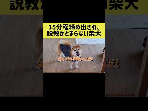 15分程締め出され、説教がとまらない柴犬 shibainu 柴犬 shorts サムネイル