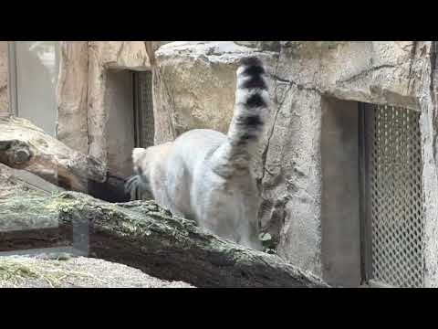 ナゴムくん退勤(肝心なシーン🙏撮り逃しました) マヌルネコ　　　那須どうぶつ王国にて　2026年3月29日 サムネイル