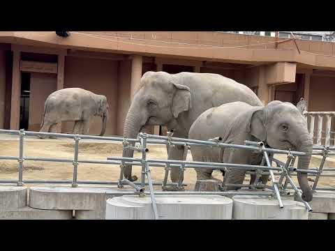 うららちゃんとアヌラママ　アジアゾウ　東山動植物園にて　2025年12月13日 サムネイル