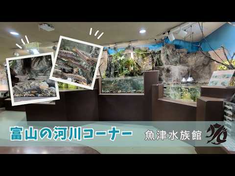 【魚津水族館】富山の河川コーナー🐟✨ サムネイル