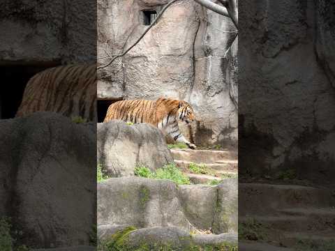 shorts ソーンさん バックヤード覗いて何故かペロペロ🤭　アムールトラ　浜松市動物園にて　2026年4月5日 サムネイル
