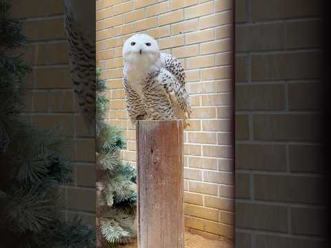 shorts こんなに動くシロフクロウ初めて見たヨ！フローズンさん😅　浜松市動物園にて　2026年4月5日 サムネイル