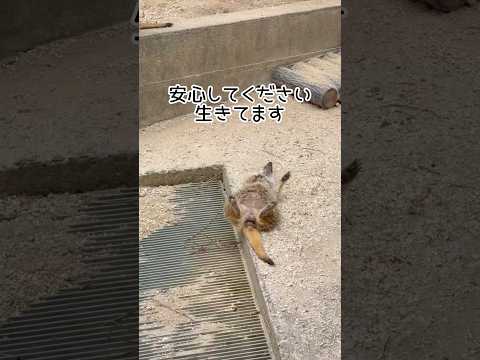 安心して下さい、生きています 東武動物公園 zoo animals ミーアキャット 安心して下さい サムネイル
