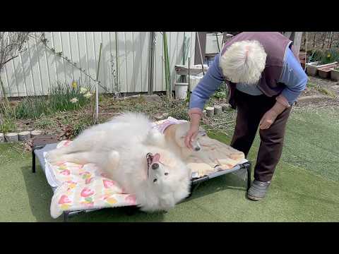 大好きな柴犬にプレゼントを渡して、添い寝の許可を頂けたサモエド、大喜び。 サムネイル