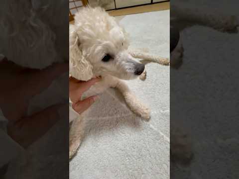 shorts 今晩のタローちゃん　トイプードル　2026年4月5日 サムネイル