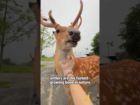 Why Do Antlers Fall Off Every Year?animals lovestory scienc… サムネイル