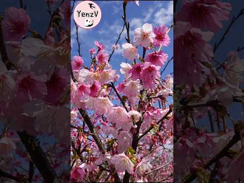 河津櫻開了🌸士林花卉試驗中心 20260123 台北市 taipei sakura taiwan サムネイル