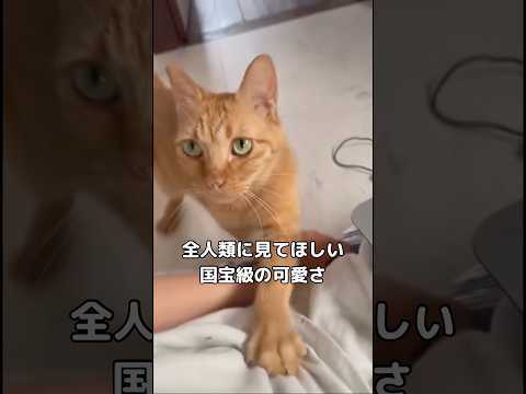 里親様募集中だった保護猫。可愛すぎて心臓止まるかと思った。 保護猫 茶トラ 甘えん坊ねこ shorts サムネイル