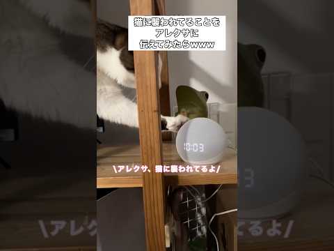 猫がアレクサにちょっかい出してたからアレクサに襲われてるよって伝えたら ハチワレ キジ白 アレクサ shorts サムネイル