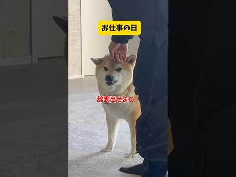 【態度が180°変わる柴犬】パパがお仕事の日とお休みの日で態度が豹変する柴犬はこちらです…柴犬おもしろ shorts サムネイル