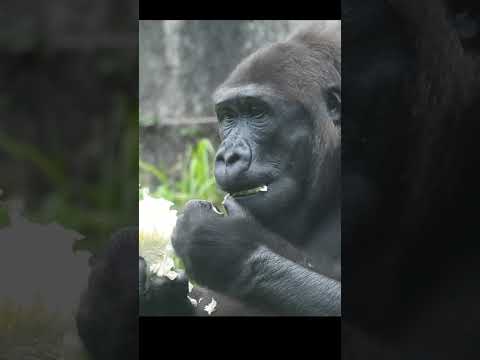 eat gorilla Iriki 15y4m old shorts.I吃高麗菜。萵苣 5-22