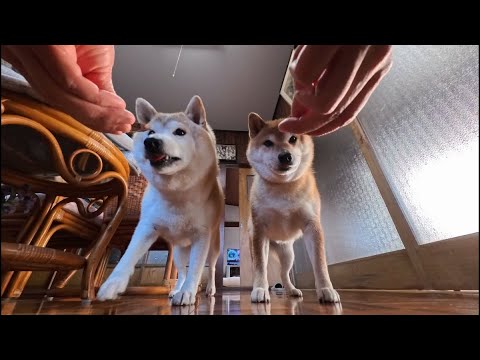 2026年1月6日(火) 足元から見上げるご褒美タイム🍖🍖 サムネイル