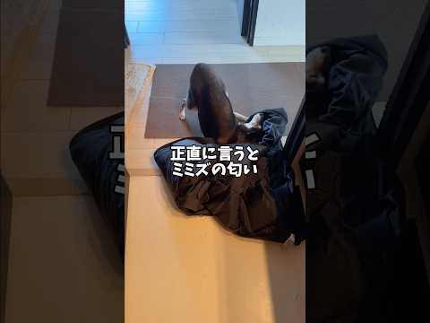 黒柴🐕が好きな飼い主の匂いとは… サムネイル