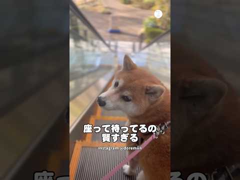 エスカレーターで座って待つ柴犬、賢すぎる‼️  柴犬　犬　かわいい犬　犬のいる暮らし 癒し サムネイル