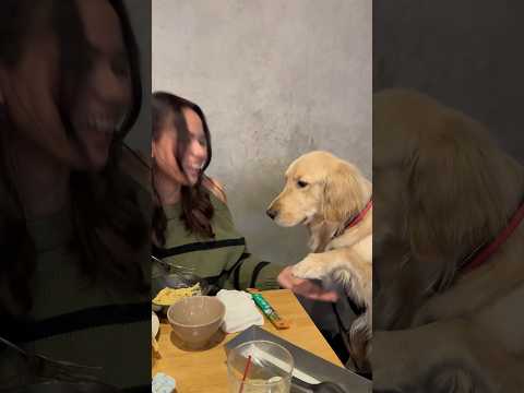 フィリピン🇵🇭のお友達が日本に遊びに来てて、麹に会いたい！と言ってくれたので一緒にディナーに行ってきました❤️ゴールデ… サムネイル