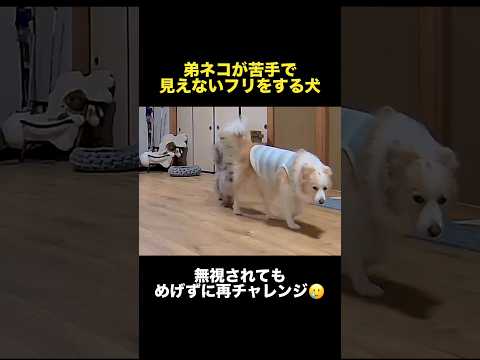 猫が苦手で見えないフリをして無視する犬...【ボーダーコリー・ゴールデンレトリバー】shorts サムネイル