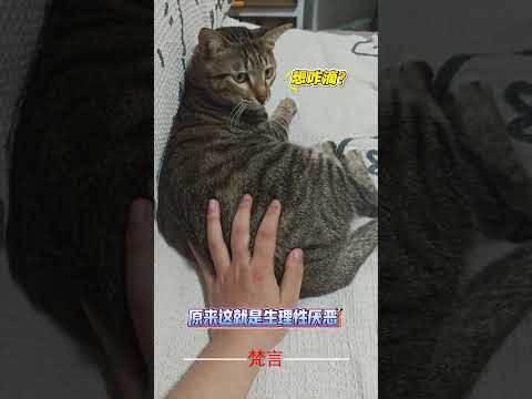 原來這就是生理性厭惡  意外 有趣 搞笑 貓咪 貓 可愛 萌寵 cat funny amazing laugh cut… サムネイル