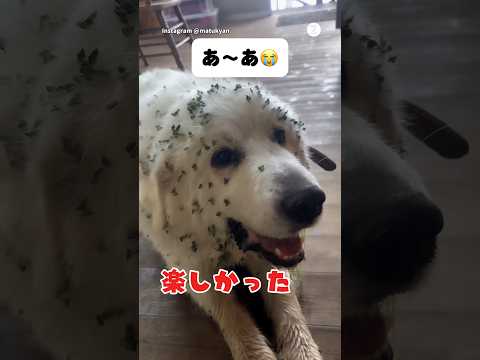 お散歩から帰ってきた犬の姿が衝撃的すぎる😂　グレートピレニーズ 大型犬　犬　犬のいる暮らし 面白い