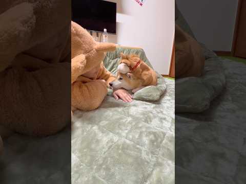 酔っ払いの相手はめんどくさいポン🤣柴犬 shibainu shorts サムネイル